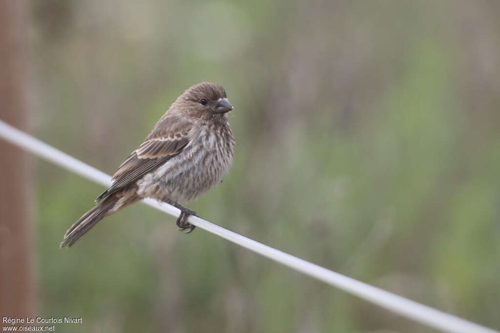 House Finch female, identification