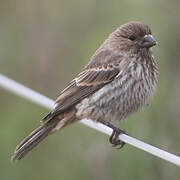 House Finch