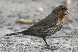 House Finch