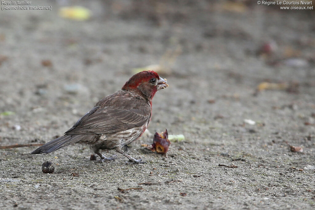 House Finch male