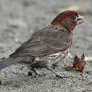 Roselin familier