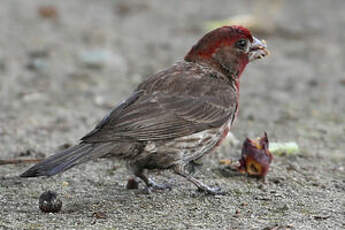 Roselin familier