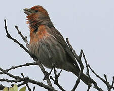 House Finch