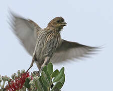 House Finch