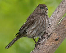 House Finch