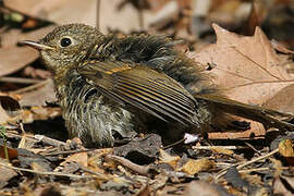 European Robin