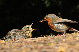 European Robin