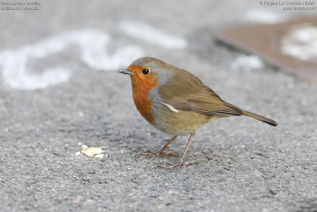 European Robin