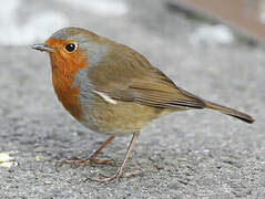 European Robin