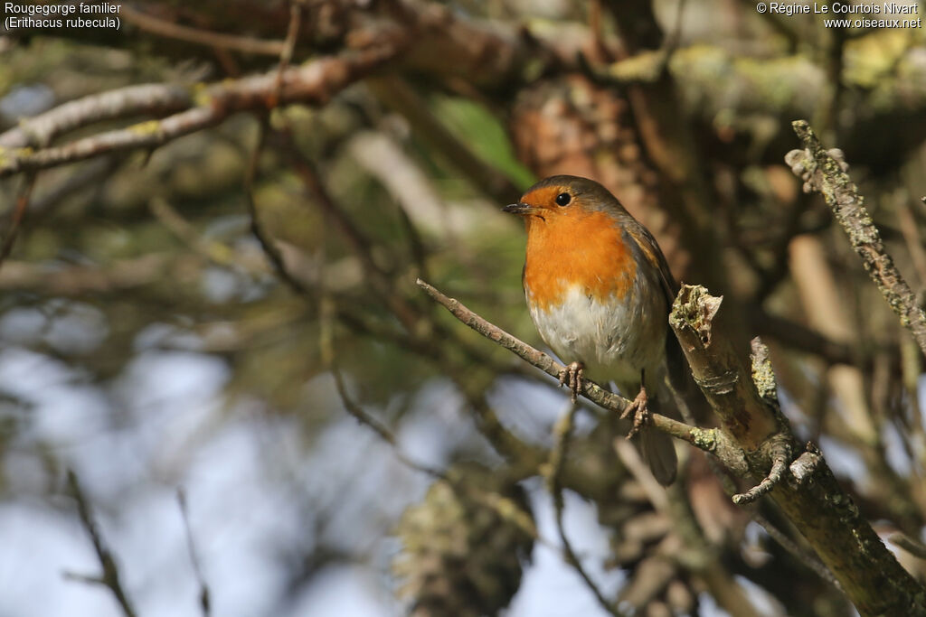 European Robin