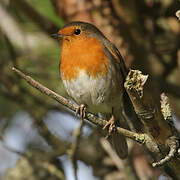 European Robin