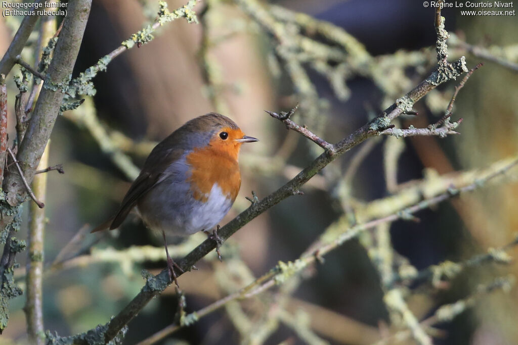 European Robinadult