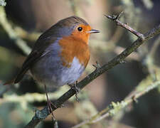 European Robin