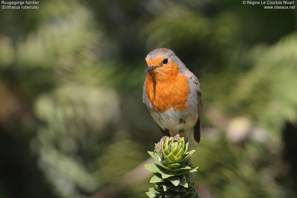 European Robin