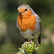 European Robin