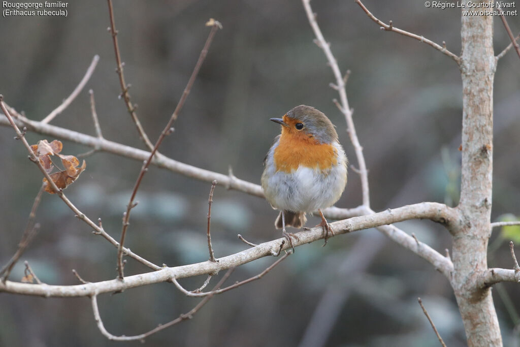 European Robin