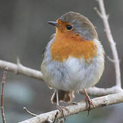 European Robin