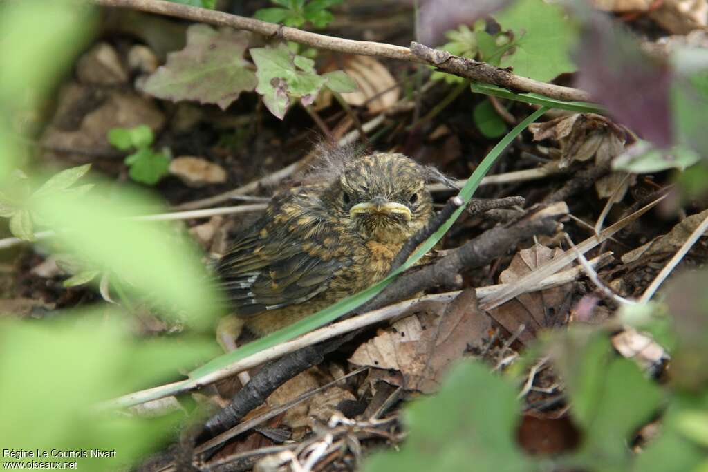 European RobinPoussin, identification