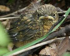 European Robin