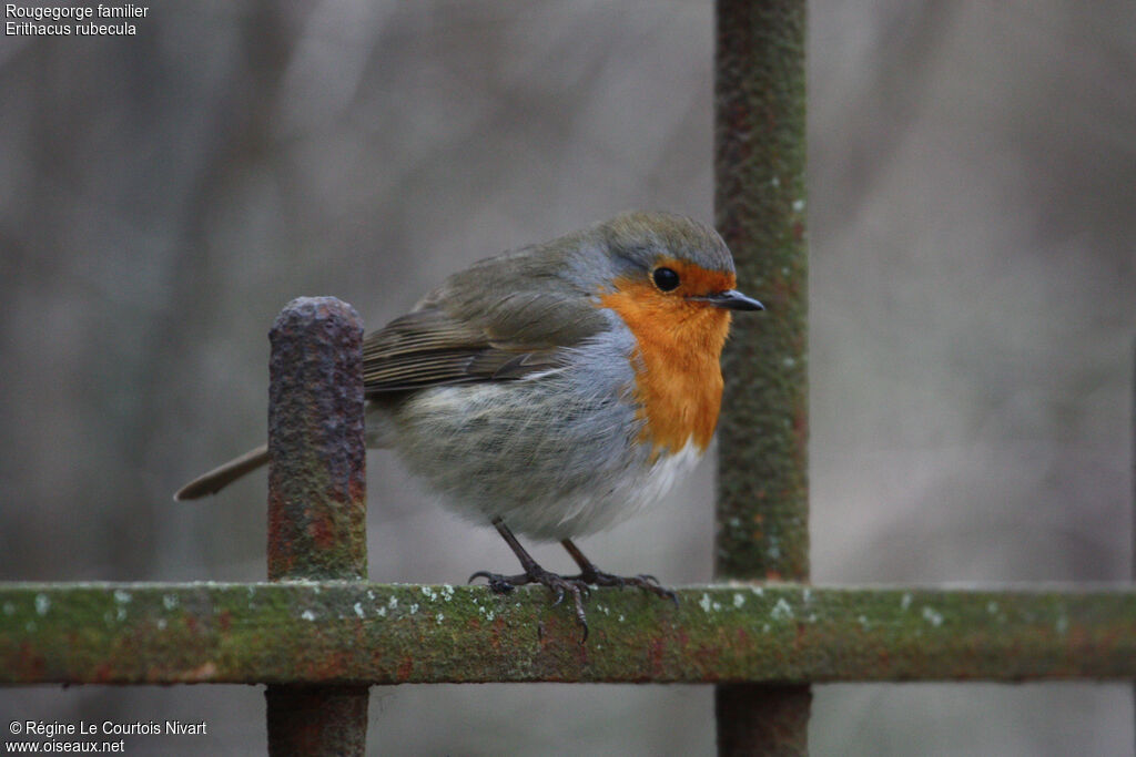 European Robin, identification