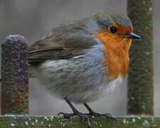 European Robin