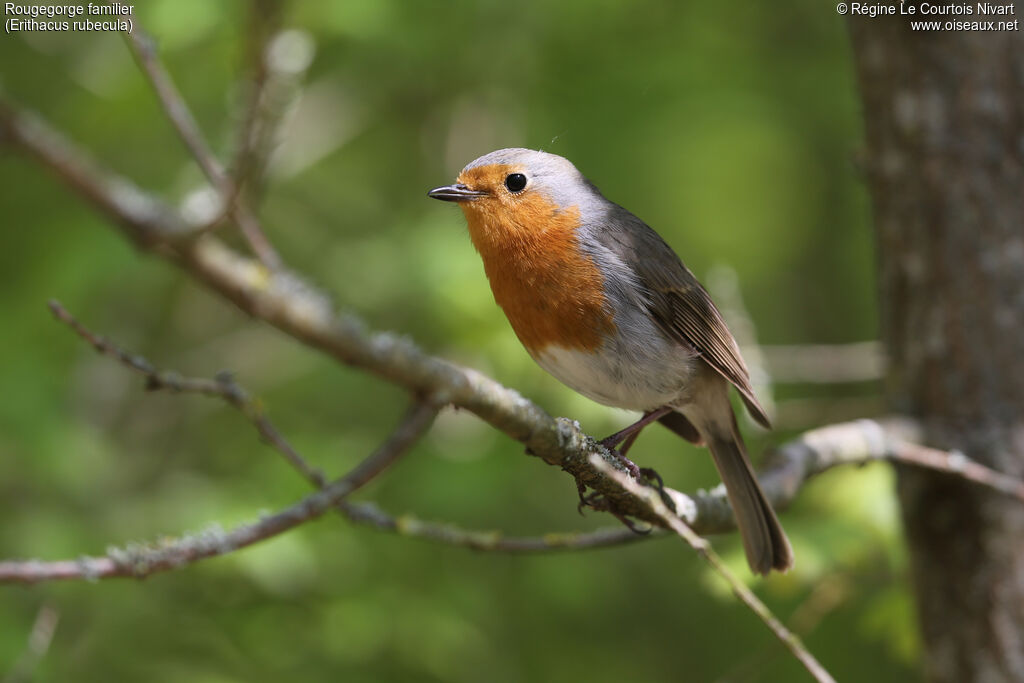 European Robin