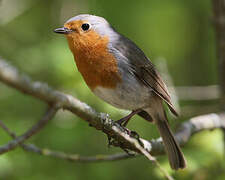 European Robin