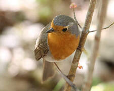 European Robin