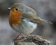 European Robin