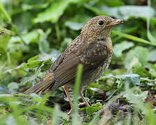 European Robin