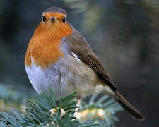 European Robin