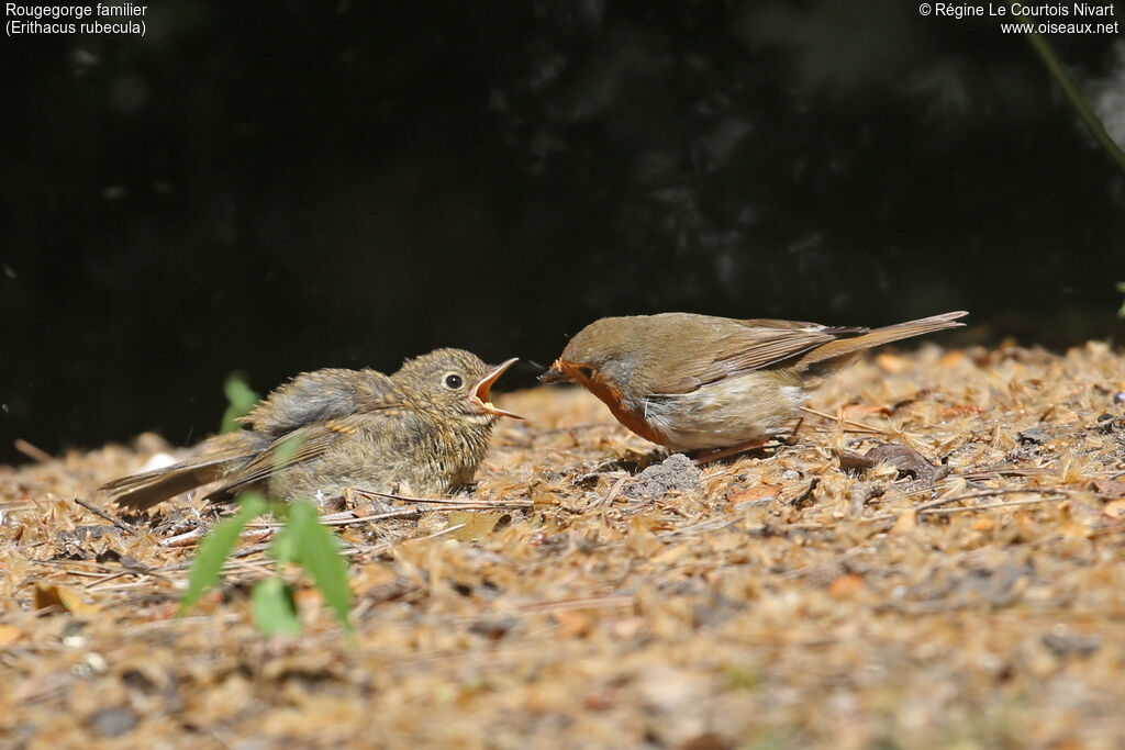 Rougegorge familier, Comportement