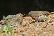 Rougegorge familier