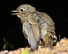 European Robin