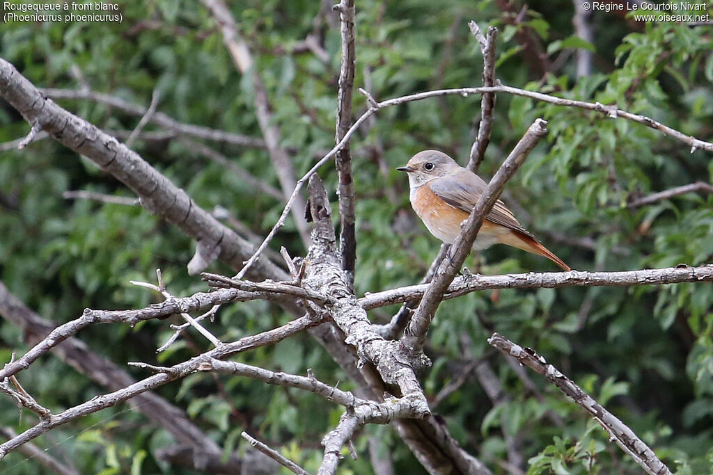 Common Redstart