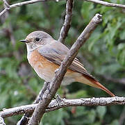 Common Redstart