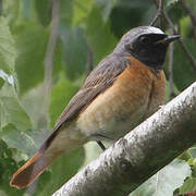 Common Redstart