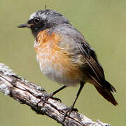 Common Redstart