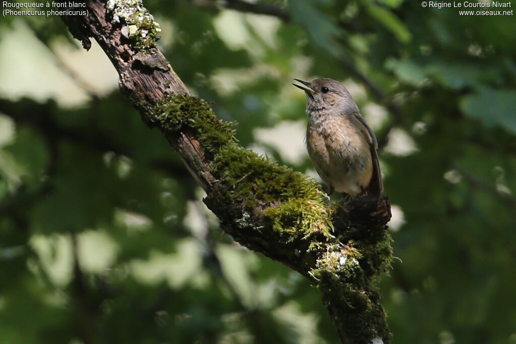 Common Redstart female adult