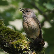 Common Redstart