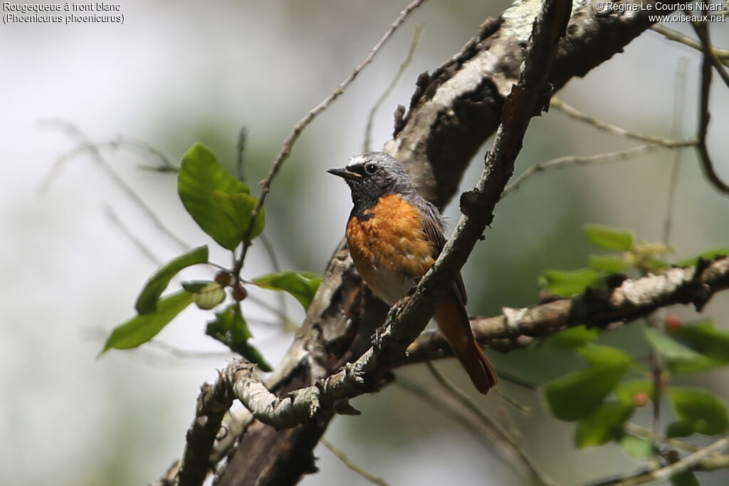 Common Redstart male adult