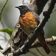 Common Redstart