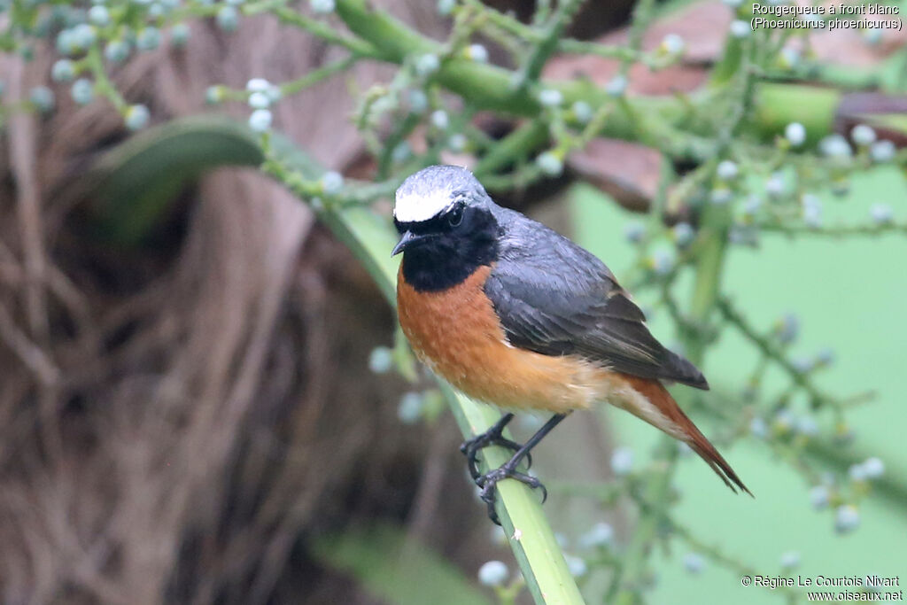 Common Redstart male adult