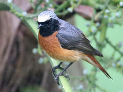 Common Redstart