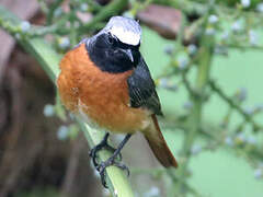 Common Redstart