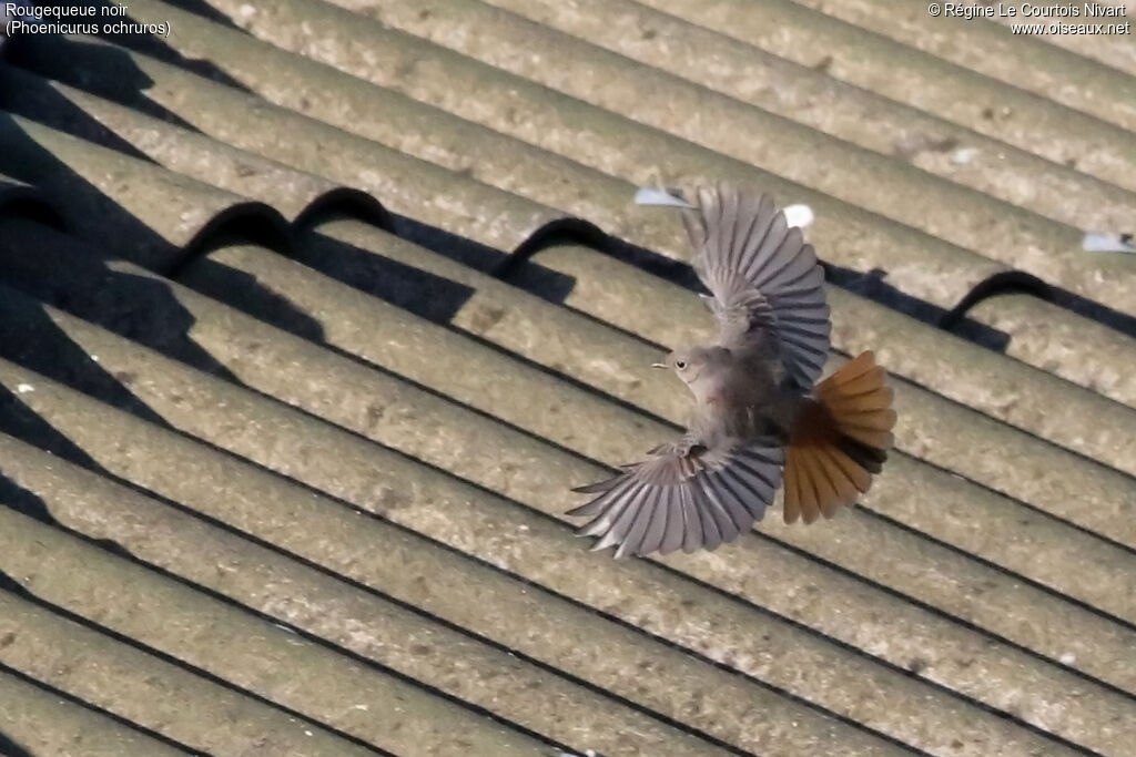 Black Redstart