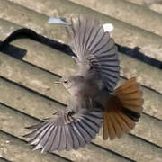 Black Redstart