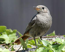 Black Redstart