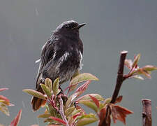 Black Redstart