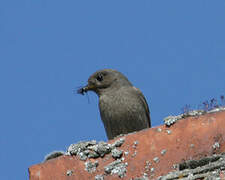 Black Redstart